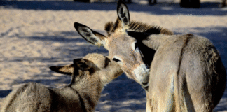 Tem um jumento na sala da COP 30
