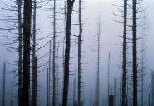 Chuva ácida: um legado tóxico dos combustíveis fósseis que a COP30 precisa enfrentar