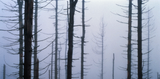 Chuva ácida: um legado tóxico dos combustíveis fósseis que a COP30 precisa enfrentar