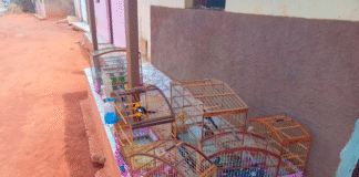 Influenciador é autuado pelo Ibama por divulgar vídeos de caça ilegal na Bahia