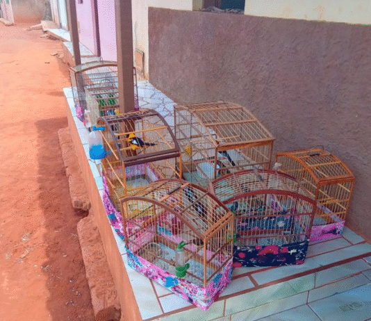 Influenciador é autuado pelo Ibama por divulgar vídeos de caça ilegal na Bahia