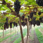 Beirando o colapso: Nuvens de 2,4-D prejudicam produção de uvas, maçãs, azeitonas e hortaliças no RS