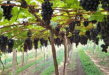 Beirando o colapso: Nuvens de 2,4-D prejudicam produção de uvas, maçãs, azeitonas e hortaliças no RS