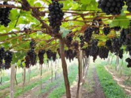 Beirando o colapso: Nuvens de 2,4-D prejudicam produção de uvas, maçãs, azeitonas e hortaliças no RS