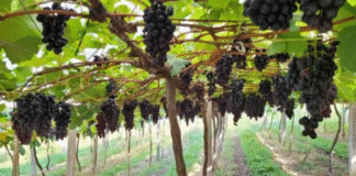 Beirando o colapso: Nuvens de 2,4-D prejudicam produção de uvas, maçãs, azeitonas e hortaliças no RS