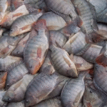 Nova portaria pode obrigar a notificação de 4 doenças que atingem a tilápia