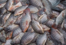 Nova portaria pode obrigar a notificação de 4 doenças que atingem a tilápia