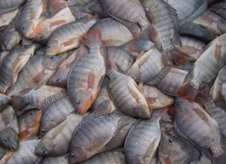 Nova portaria pode obrigar a notificação de 4 doenças que atingem a tilápia