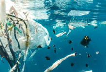 Quase a metade dos ambientes aquáticos do mundo está gravemente contaminada por lixo