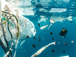 Quase a metade dos ambientes aquáticos do mundo está gravemente contaminada por lixo