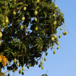 Mangueira, teu cenário é uma beleza!