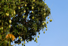 Mangueira, teu cenário é uma beleza!