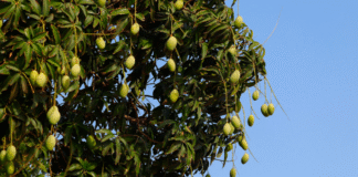 Mangueira, teu cenário é uma beleza!