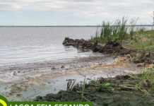 A dramática situação da Lagoa Feia: entre mudanças climáticas e ações humanas, um rico ecossistema é levado ao colapso