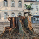 Entre a motosserra e a ignorância ambiental