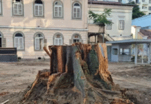Entre a motosserra e a ignorância ambiental