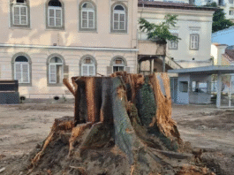 Entre a motosserra e a ignorância ambiental