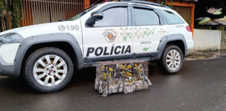 Homem mantém aves em cativeiro e leva multa de R$ 28 mil