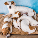 A nova era do controle reprodutivo em cães e gatos