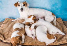 A nova era do controle reprodutivo em cães e gatos