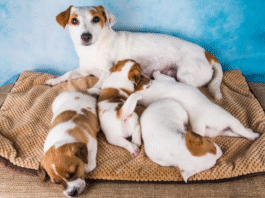 A nova era do controle reprodutivo em cães e gatos