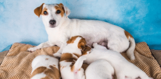 A nova era do controle reprodutivo em cães e gatos