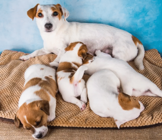 A nova era do controle reprodutivo em cães e gatos