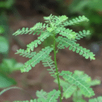 Quebra-pedra será a primeira planta usada no SUS