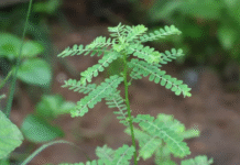 Quebra-pedra será a primeira planta usada no SUS