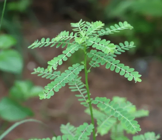 Quebra-pedra será a primeira planta usada no SUS