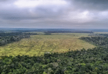 Governo lança edital para combate ao desmatamento na Amazônia