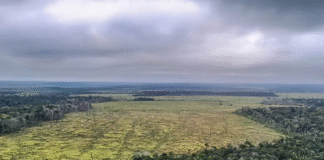 Governo lança edital para combate ao desmatamento na Amazônia