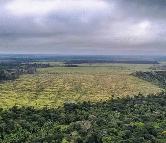 Governo lança edital para combate ao desmatamento na Amazônia