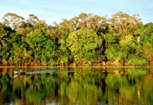 Plataforma integra dados sobre emissões e absorções de gases de efeito estufa da Floresta Amazônica