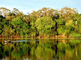 Plataforma integra dados sobre emissões e absorções de gases de efeito estufa da Floresta Amazônica