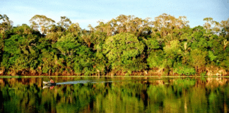 Plataforma integra dados sobre emissões e absorções de gases de efeito estufa da Floresta Amazônica