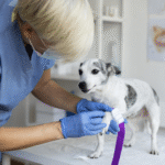 Estudo indica que castração antes da maturidade pode elevar risco de lesão no ligamento cruzado cranial em cães