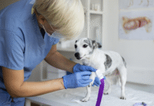 Estudo indica que castração antes da maturidade pode elevar risco de lesão no ligamento cruzado cranial em cães