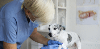 Estudo indica que castração antes da maturidade pode elevar risco de lesão no ligamento cruzado cranial em cães