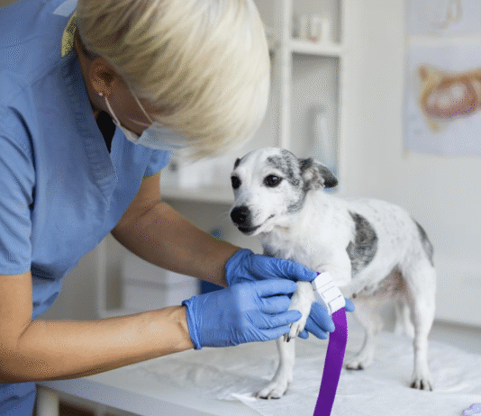 Estudo indica que castração antes da maturidade pode elevar risco de lesão no ligamento cruzado cranial em cães