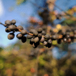 Análise revela que países produtores de café estão ficando quentes demais para o cultivo dos grãos