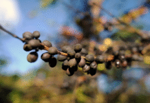 Análise revela que países produtores de café estão ficando quentes demais para o cultivo dos grãos