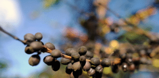 Análise revela que países produtores de café estão ficando quentes demais para o cultivo dos grãos