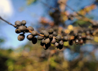 Análise revela que países produtores de café estão ficando quentes demais para o cultivo dos grãos