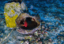 Vazamento em poço da Petrobras provoca danos à fauna na Foz do Amazonas