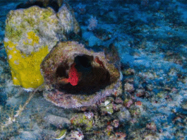 Vazamento em poço da Petrobras provoca danos à fauna na Foz do Amazonas