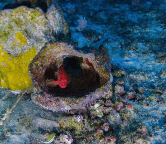 Vazamento em poço da Petrobras provoca danos à fauna na Foz do Amazonas