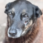 Agredir um animal é agredir todos nós