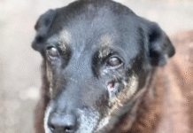 Agredir um animal é agredir todos nós