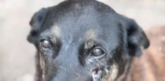 Agredir um animal é agredir todos nós